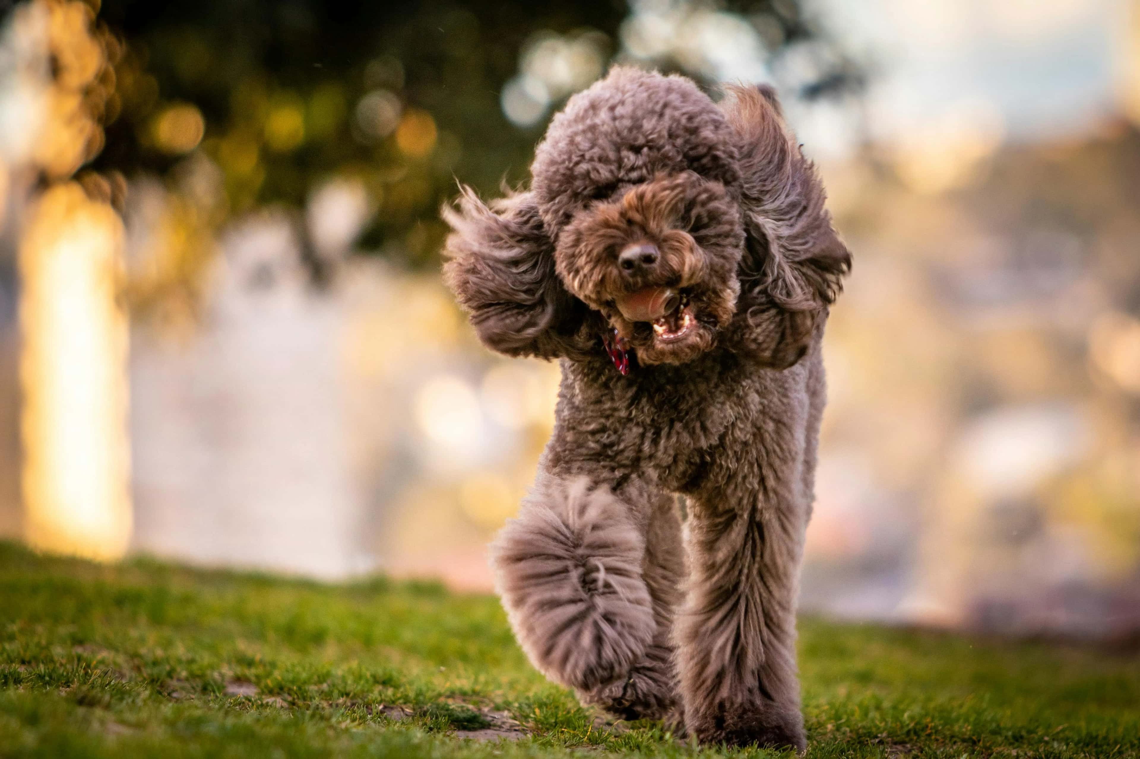 A chocolate Labradoodle running full-tilt across a sunlit lawn
