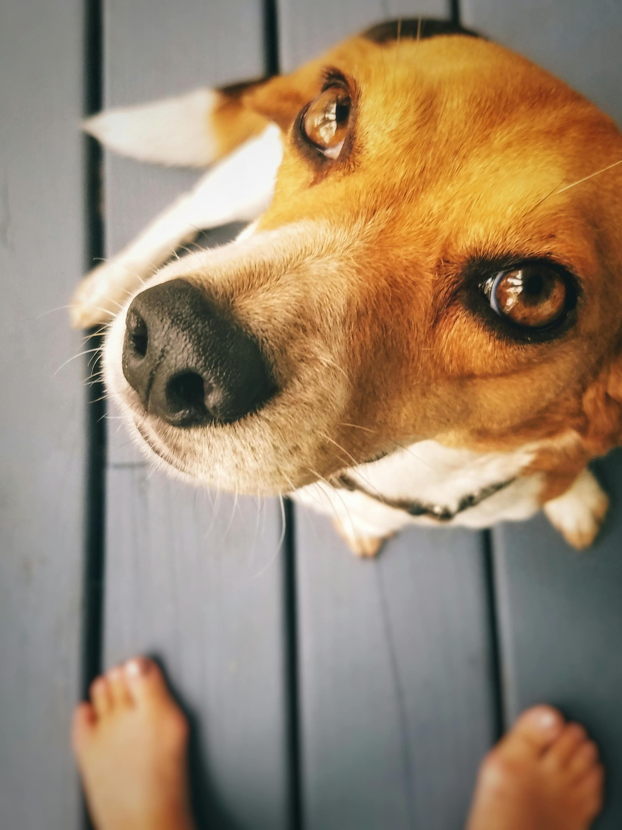 Dog enjoying a spotless backyard