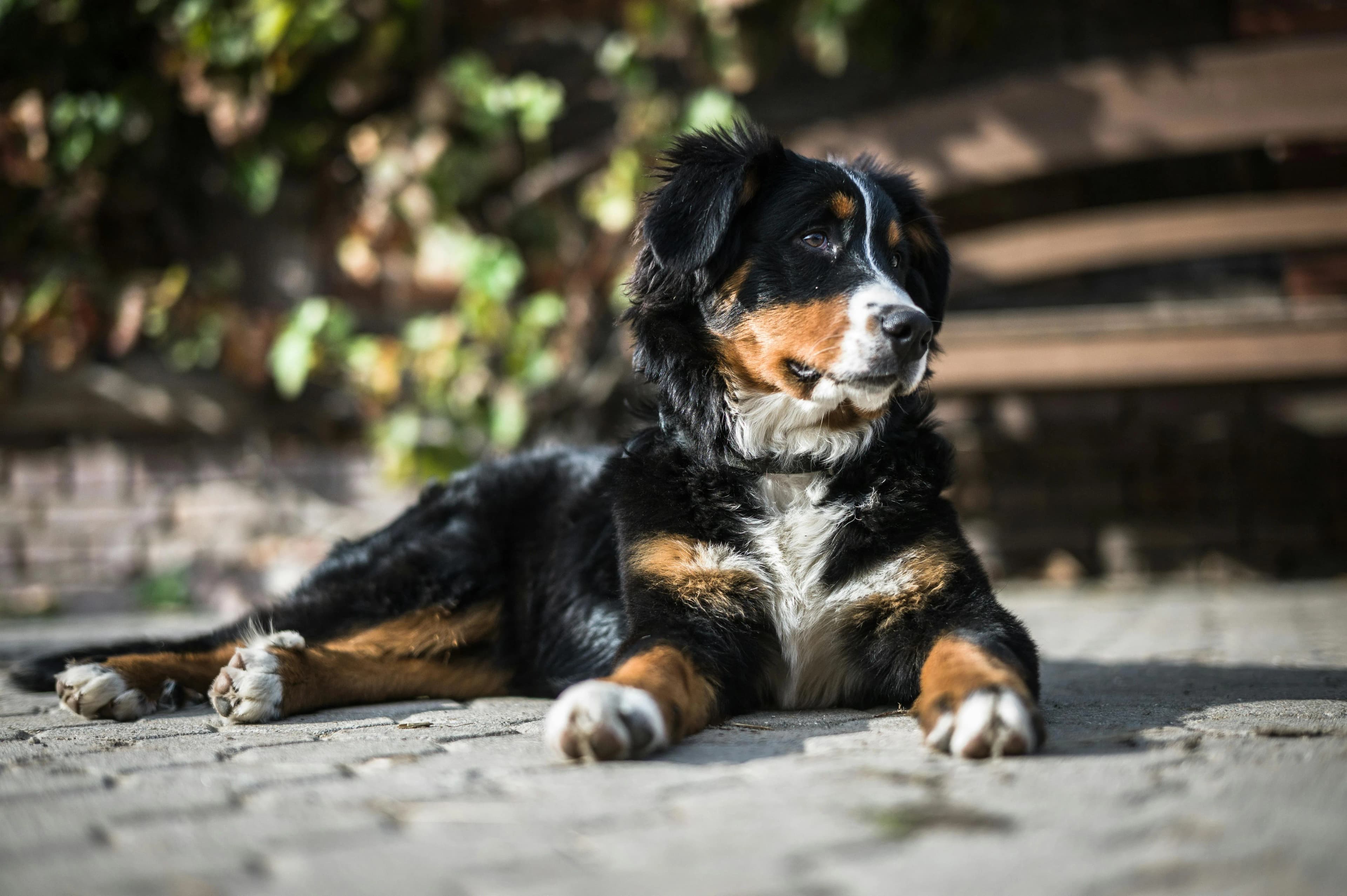 A Bernese Mountain Dog lying on a sunlit brick patio