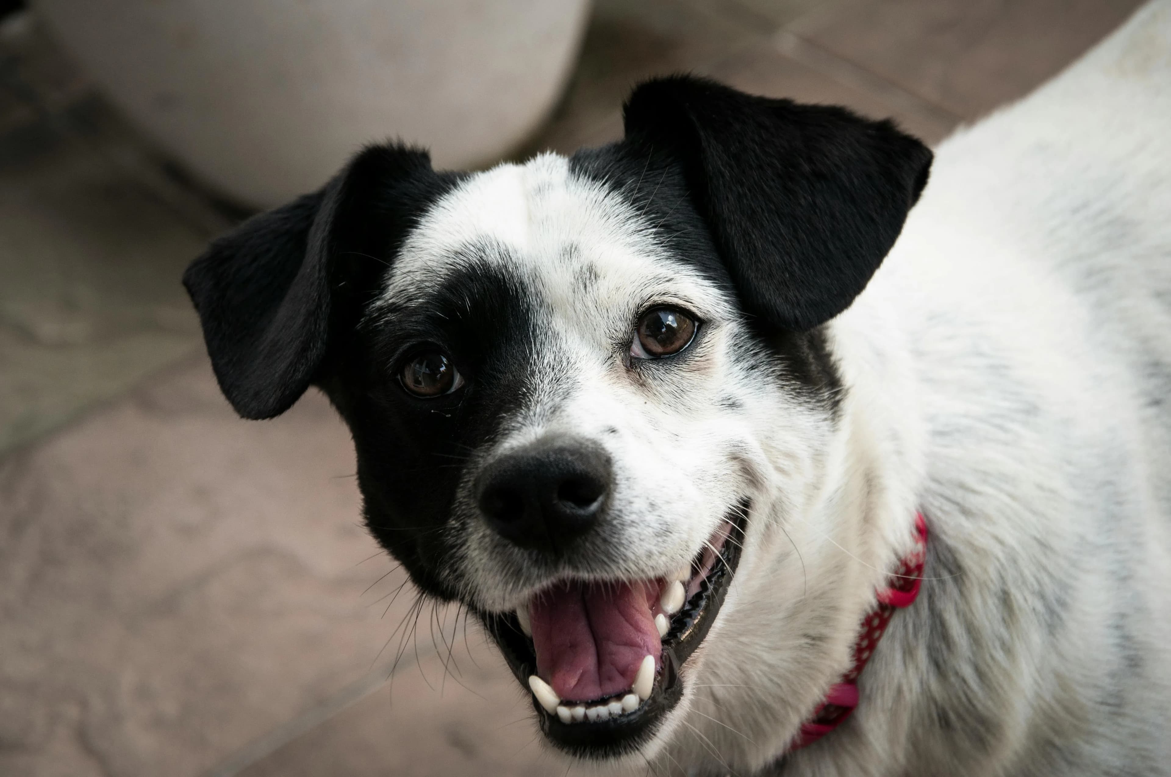 A dog looking directly at the camera in a backyard, the kind of everyday yard moment Smart Yard quietly keeps track of