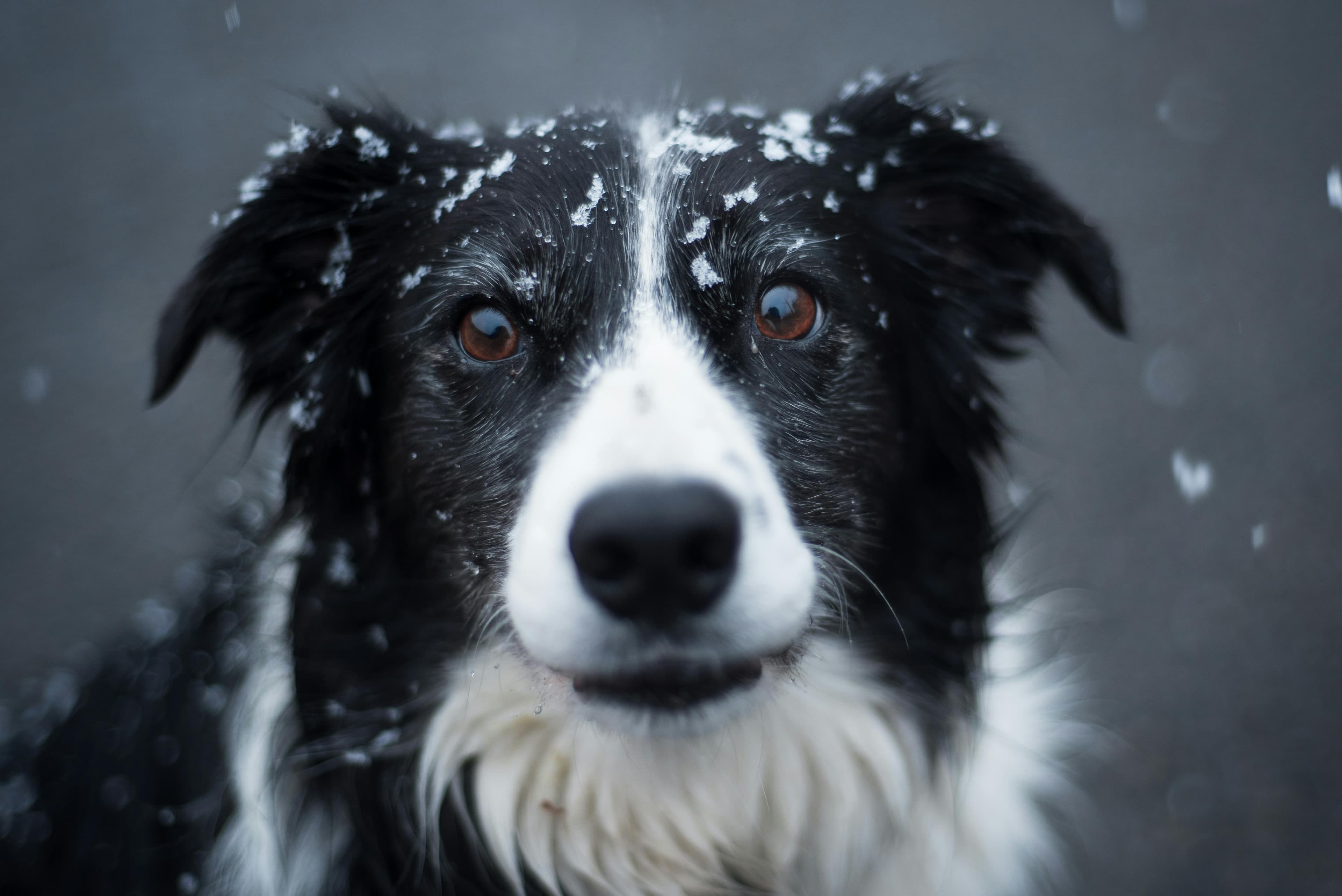 Dog bundled up for winter