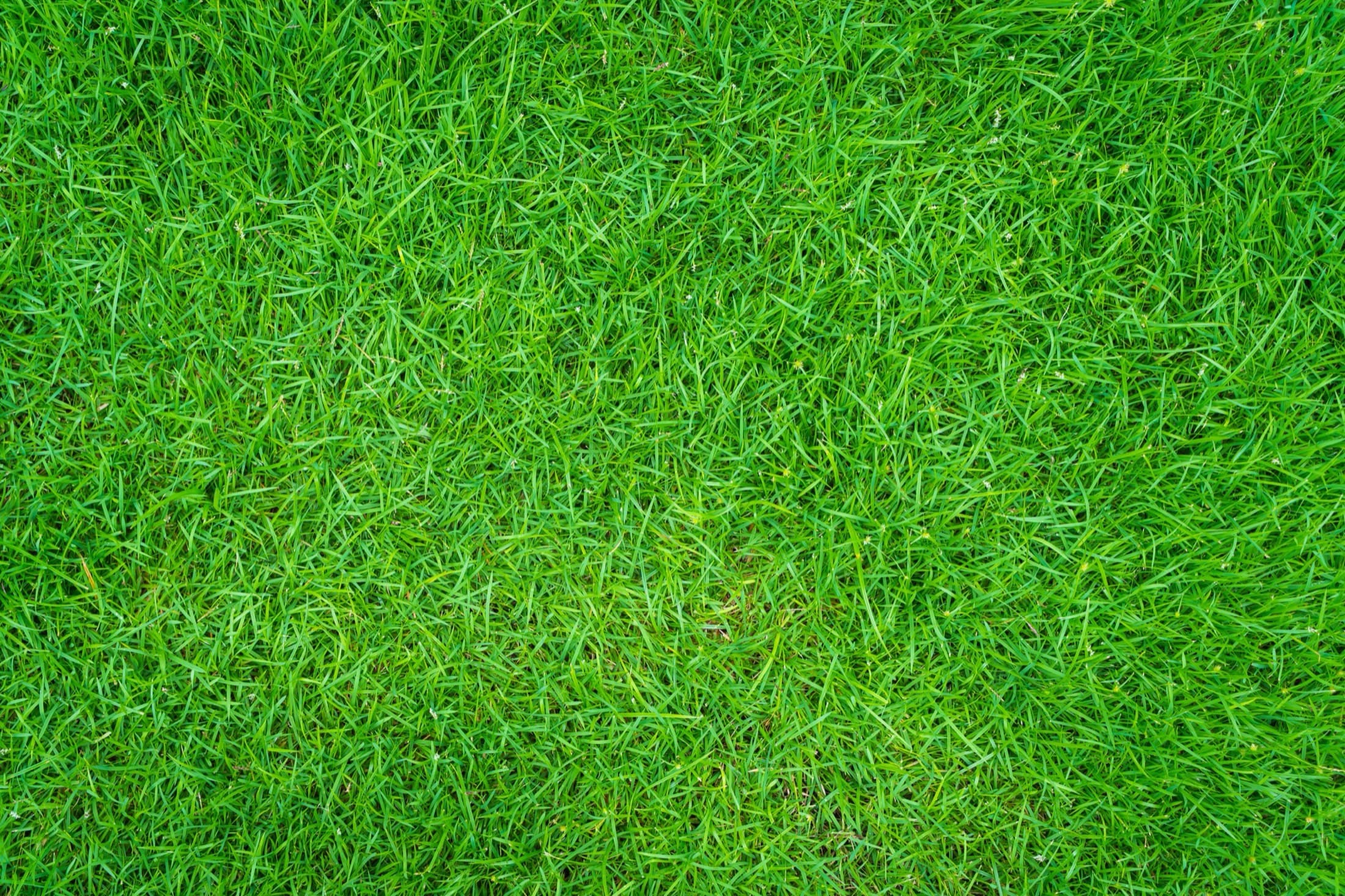 Spring and summer green grass