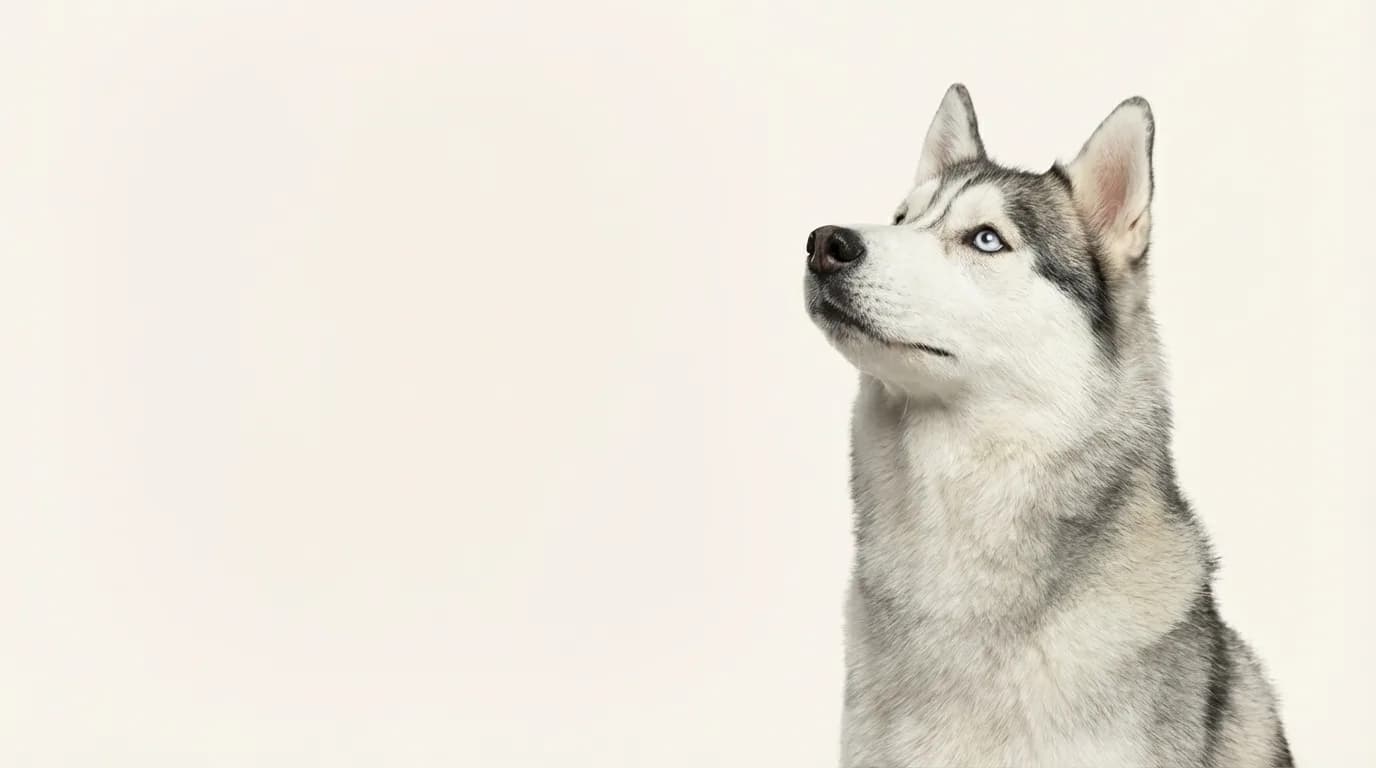 Friendly dog in yard