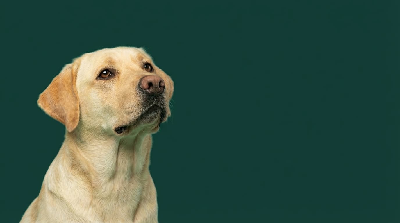 Golden retriever in a clean yard