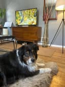 Kiara the Australian Shepherd