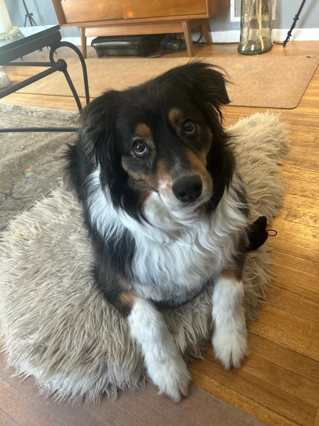 Kiara the Australian Shepherd