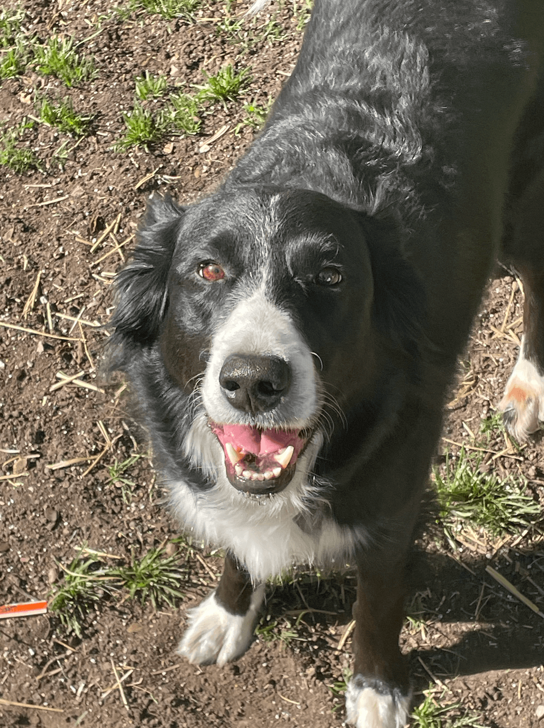 Ludo smiling up close