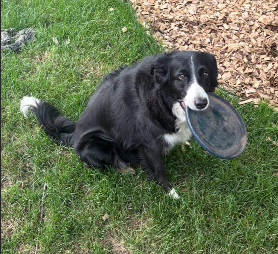 Ludo with his frisbee