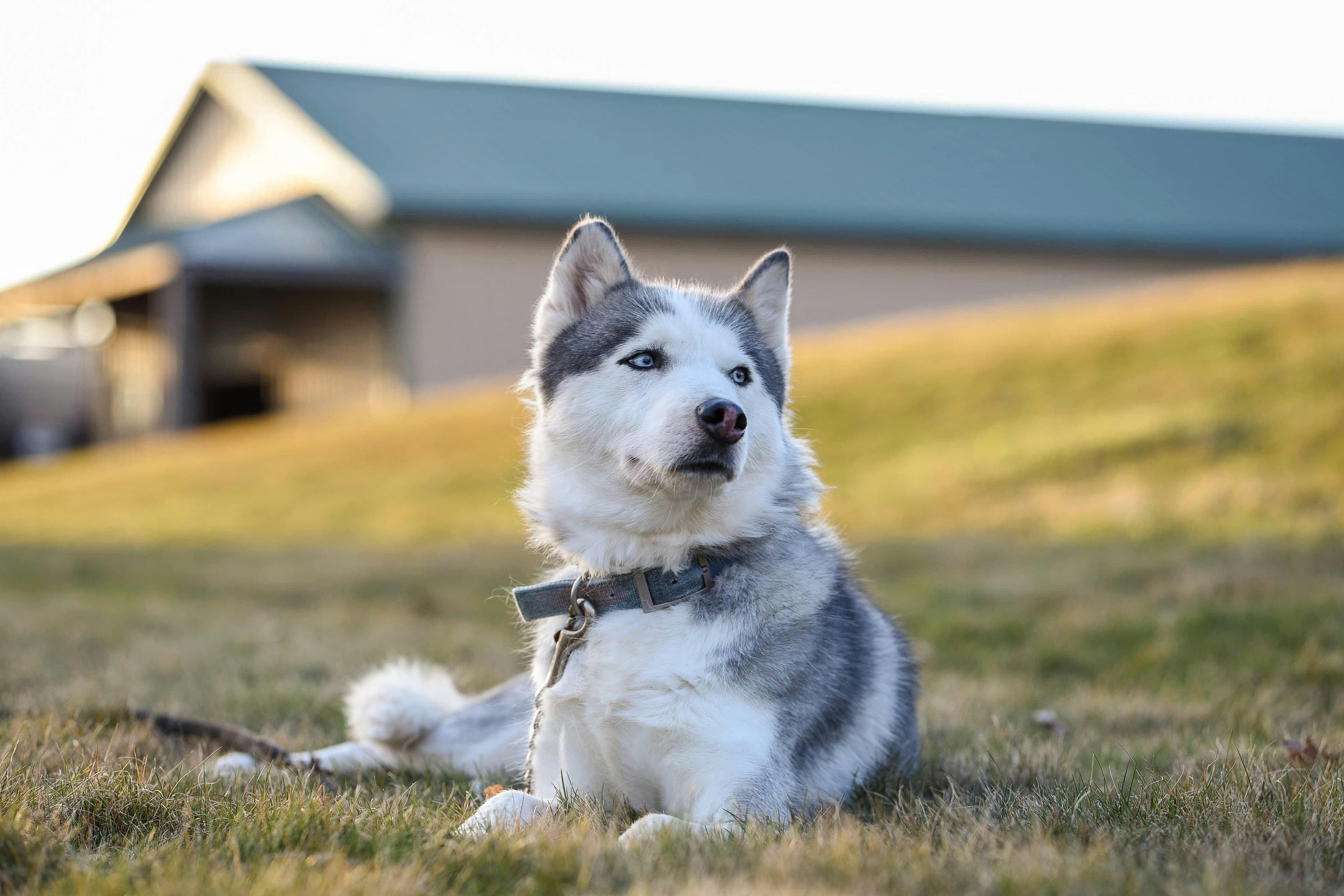 Customer discussing pet care questions outdoors