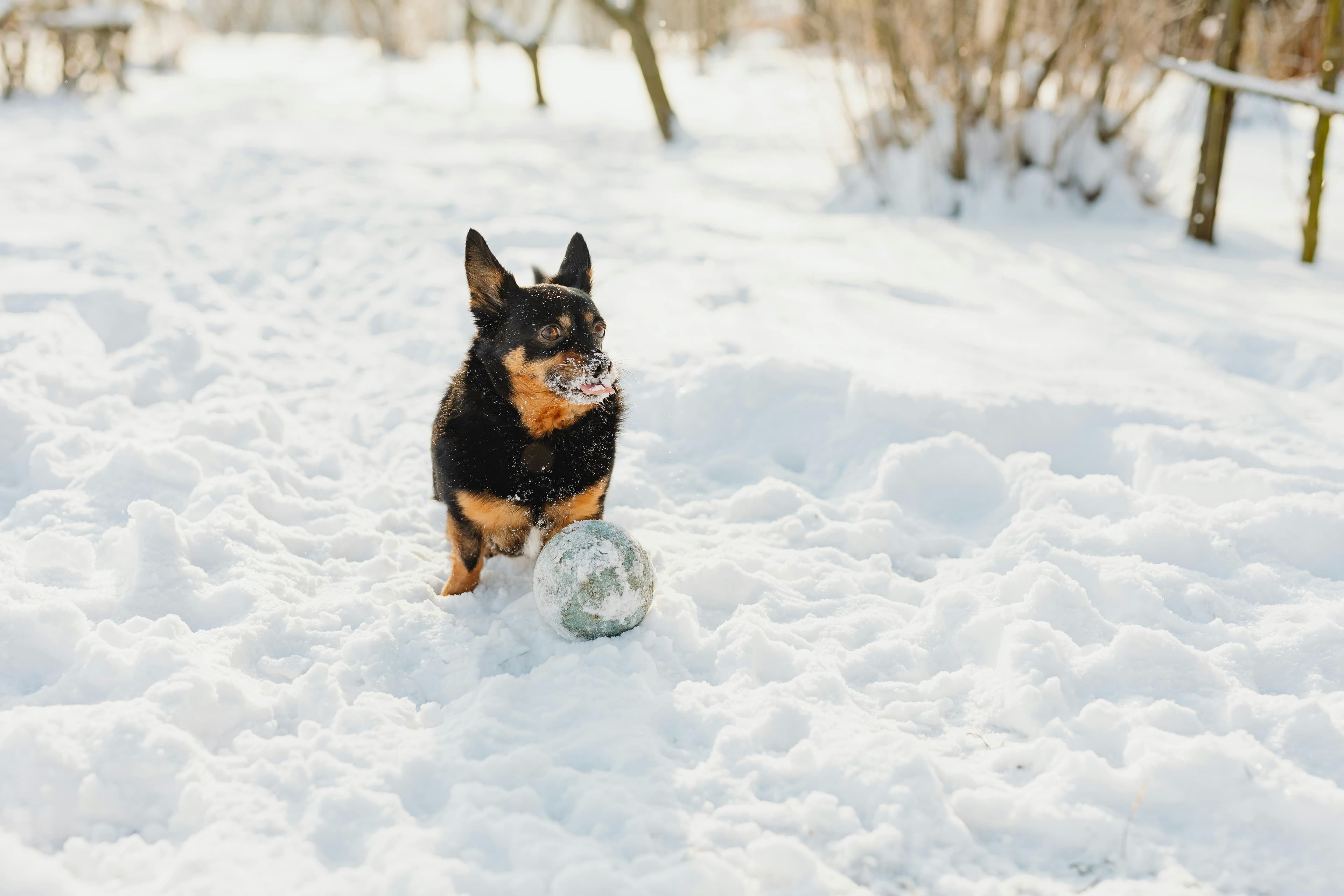 Pet parent reviewing InsightScoop pricing options
