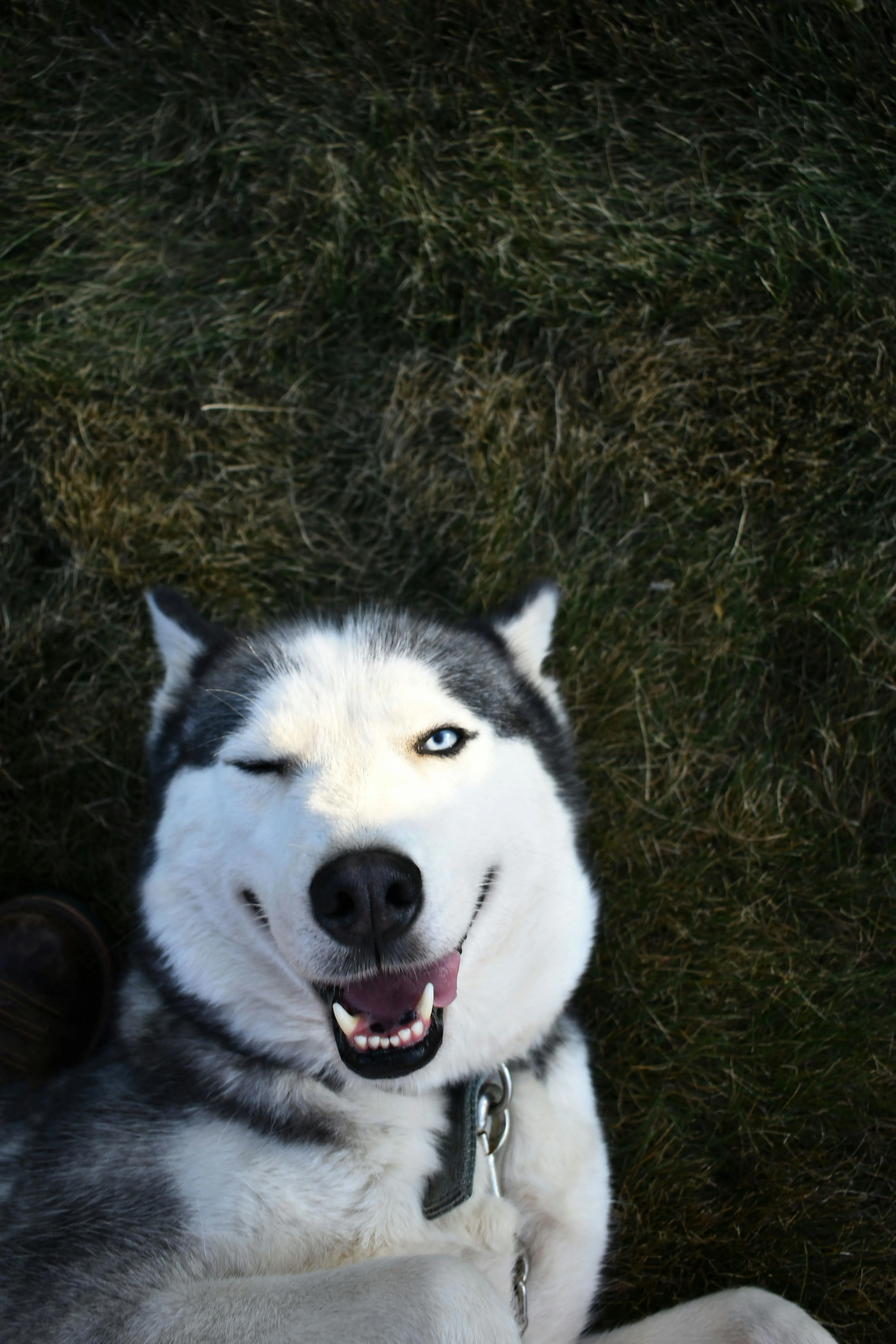 A husky lying in grass with a relaxed, attentive expression