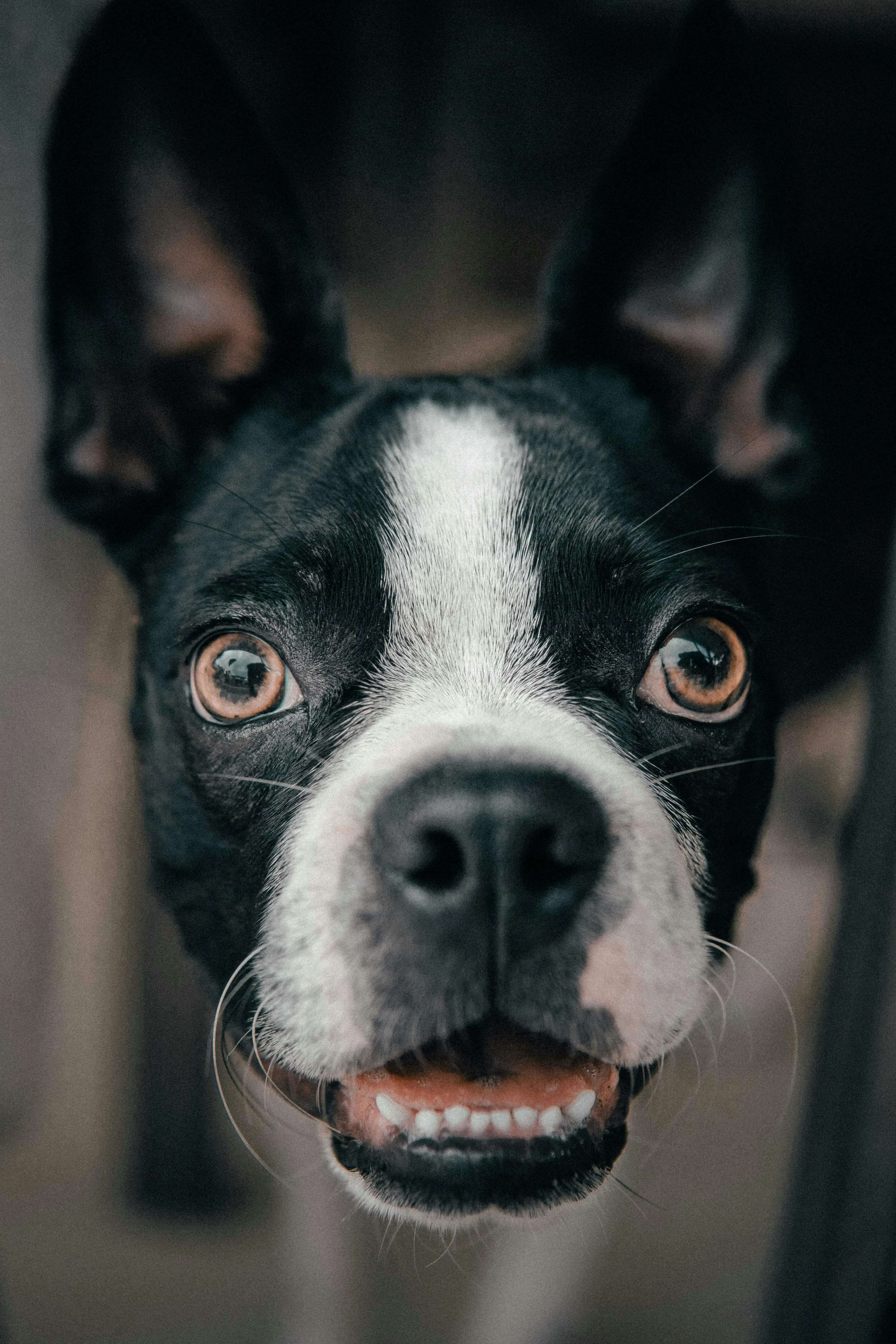 A Jack Russell mix lying down, looking directly at the camera