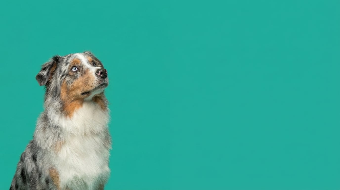 Australian shepherd enjoying a bright yard