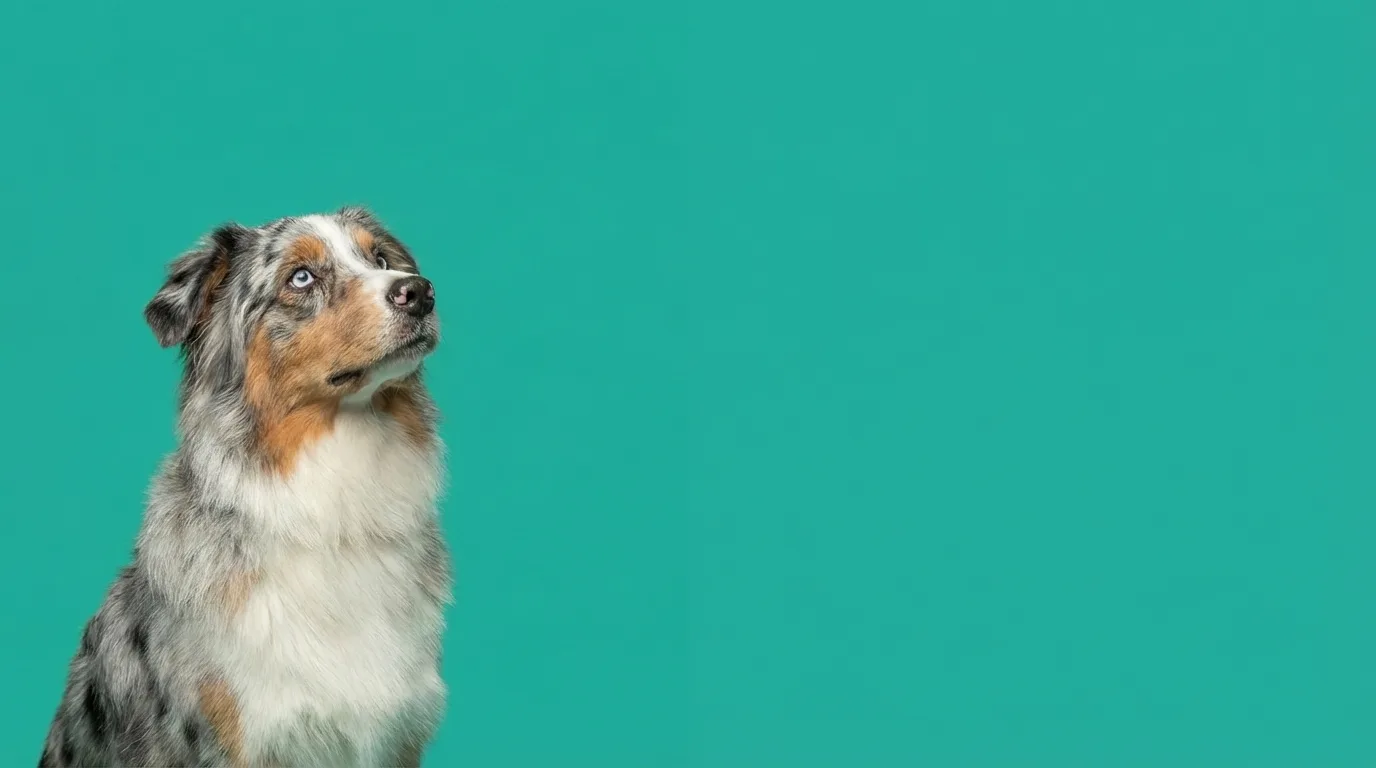 Australian shepherd enjoying a bright yard