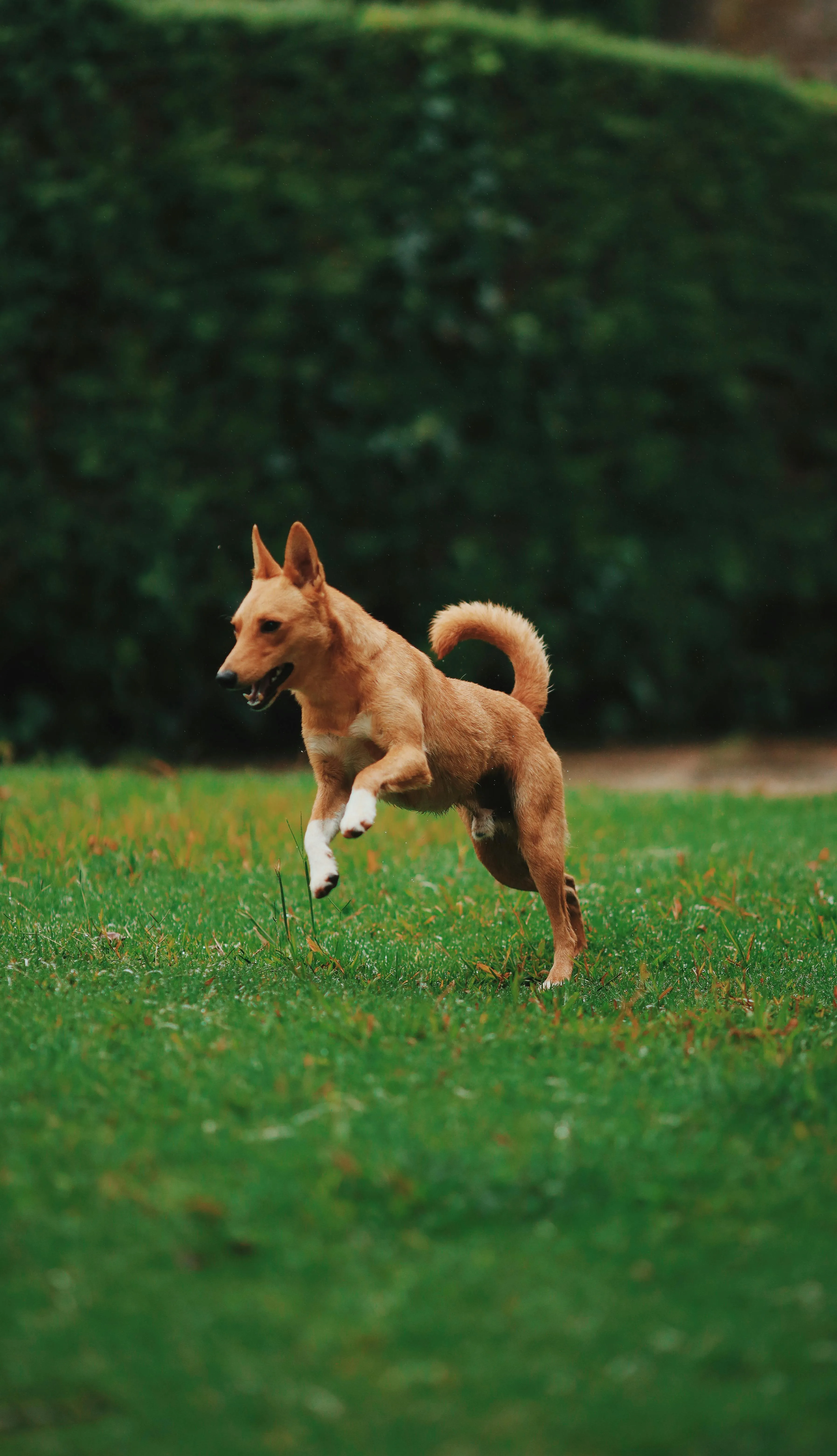 A dog leaping across a mowed lawn, energetic and at home in its yard