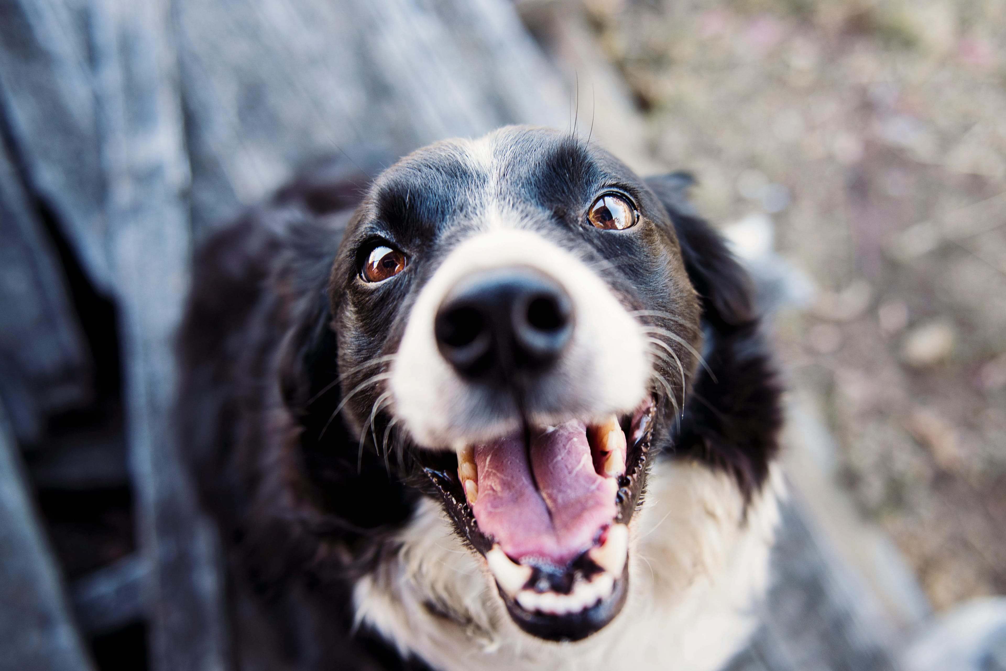 A dog outdoors in a Twin Cities neighborhood yard