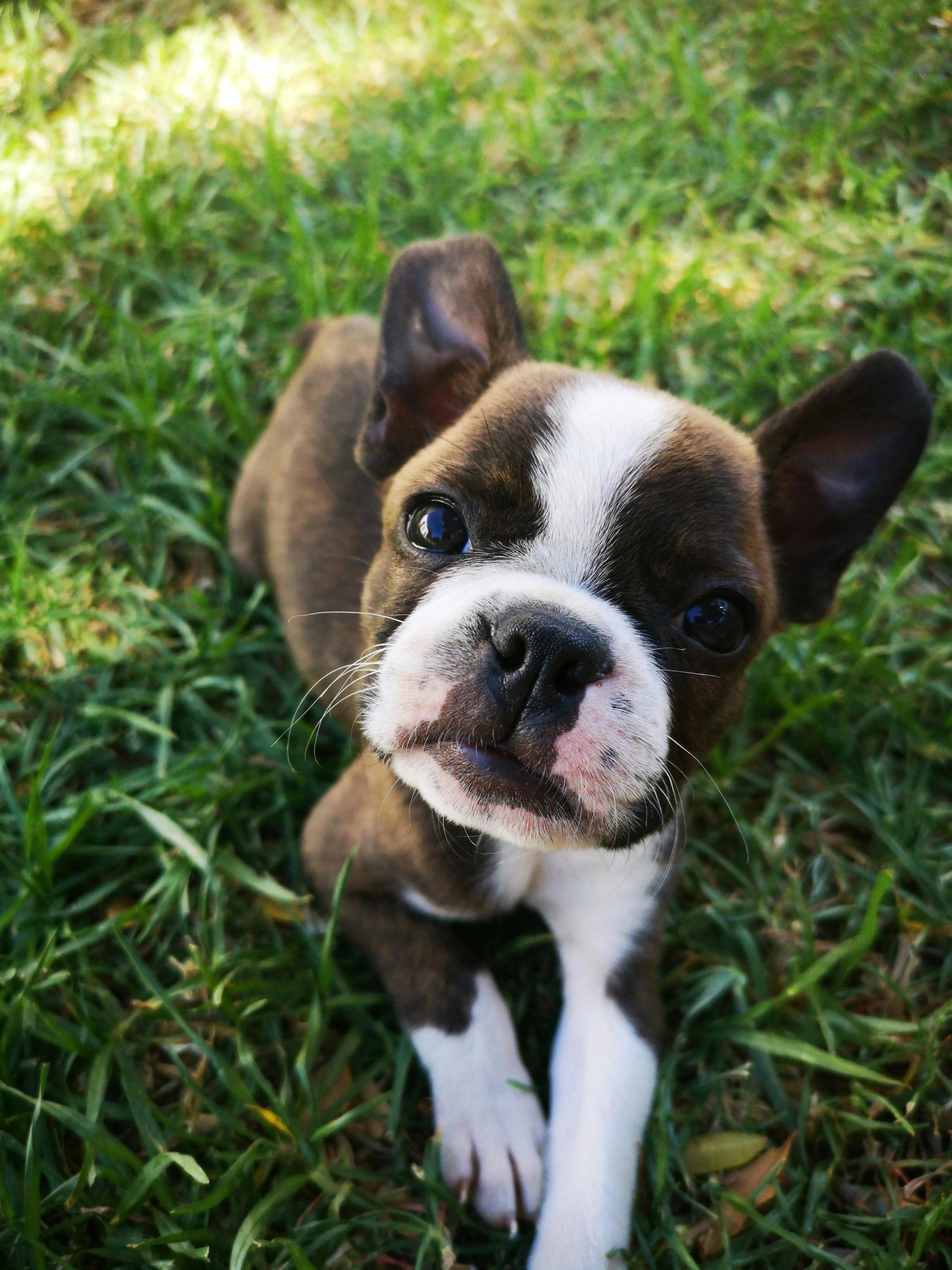 A puppy sitting on a sunlit lawn