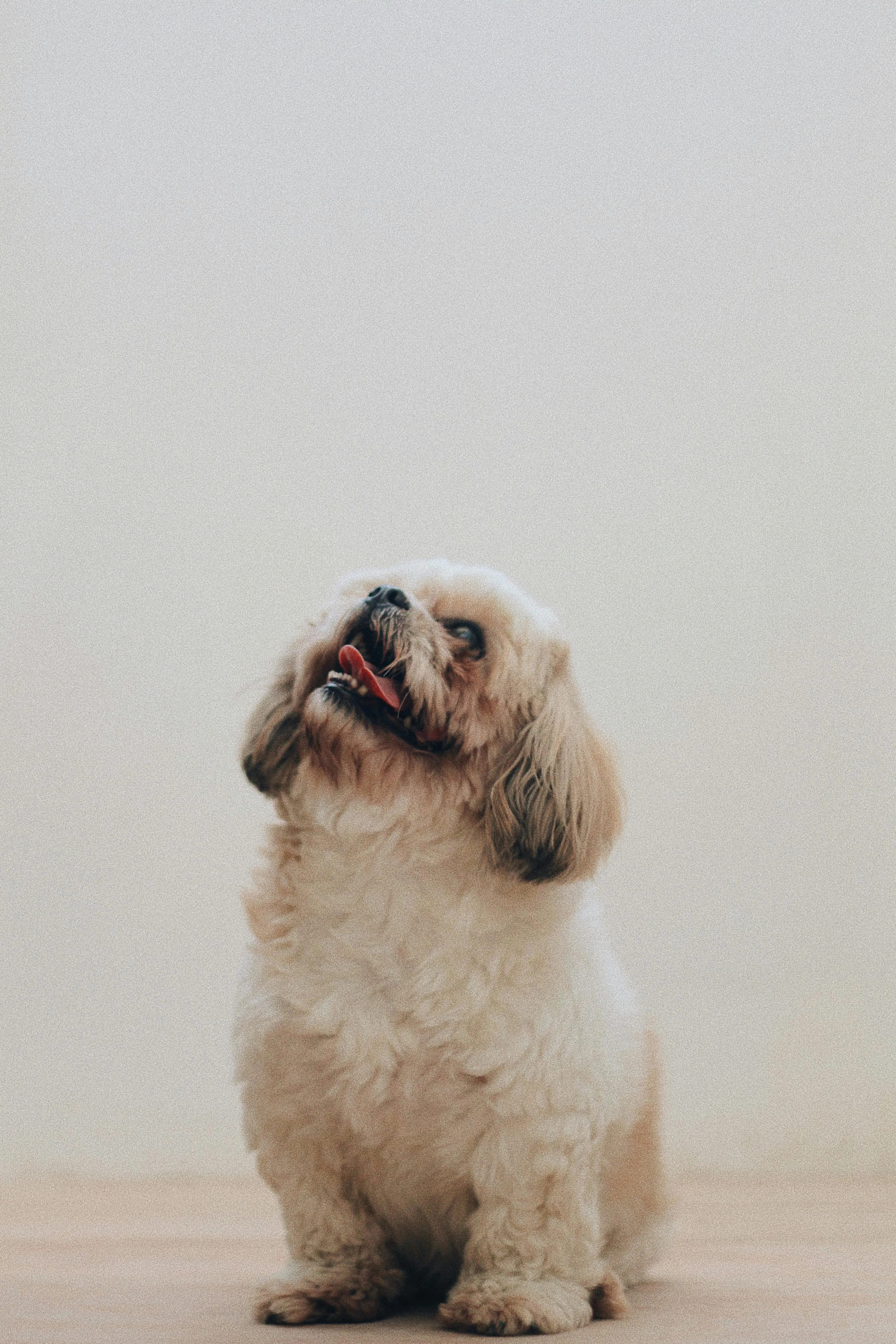 A small dog looking up attentively, the kind of everyday moment a stool health check can catch early