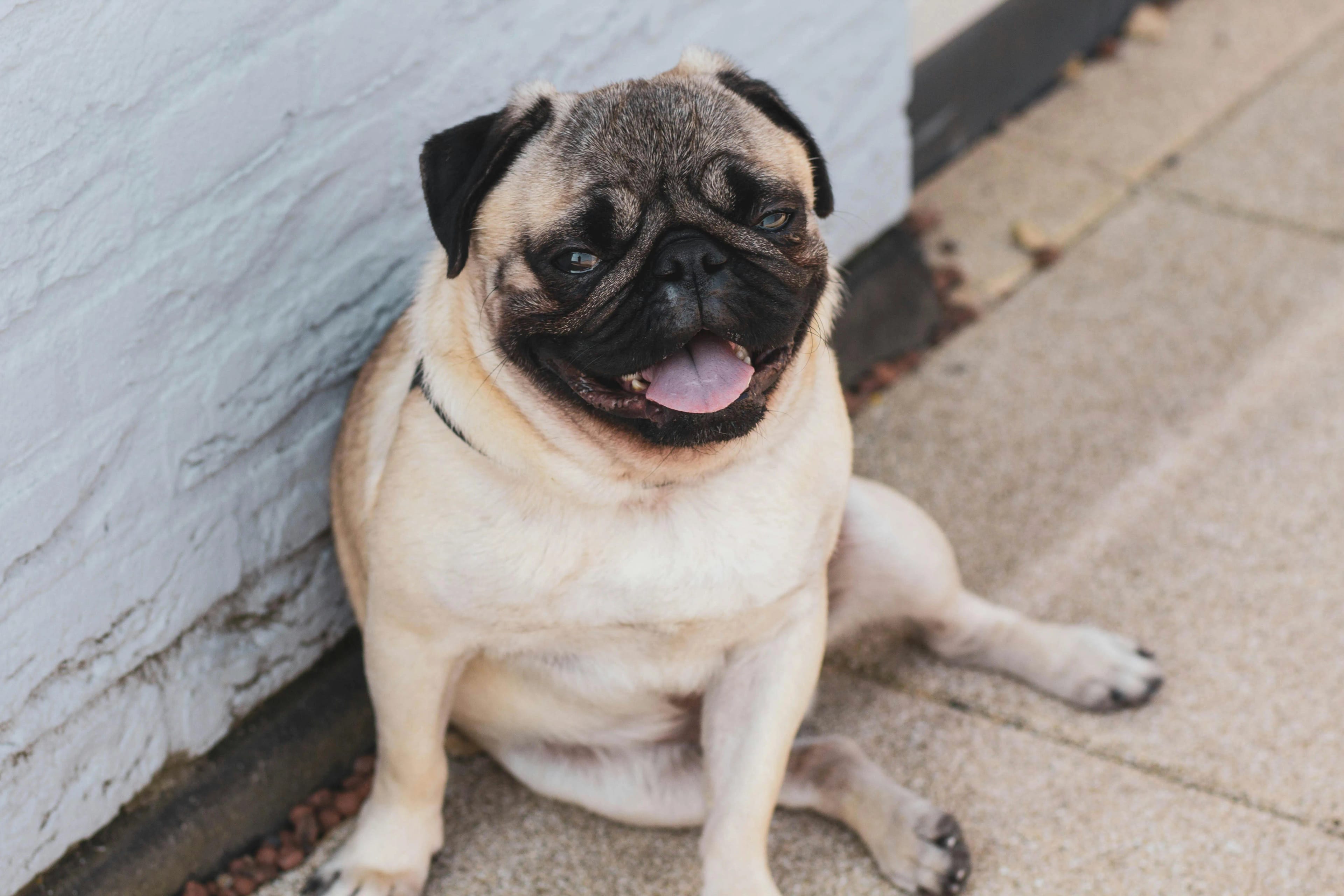 A dog looking up at the camera, the kind of neighborhood yard InsightScoop serves