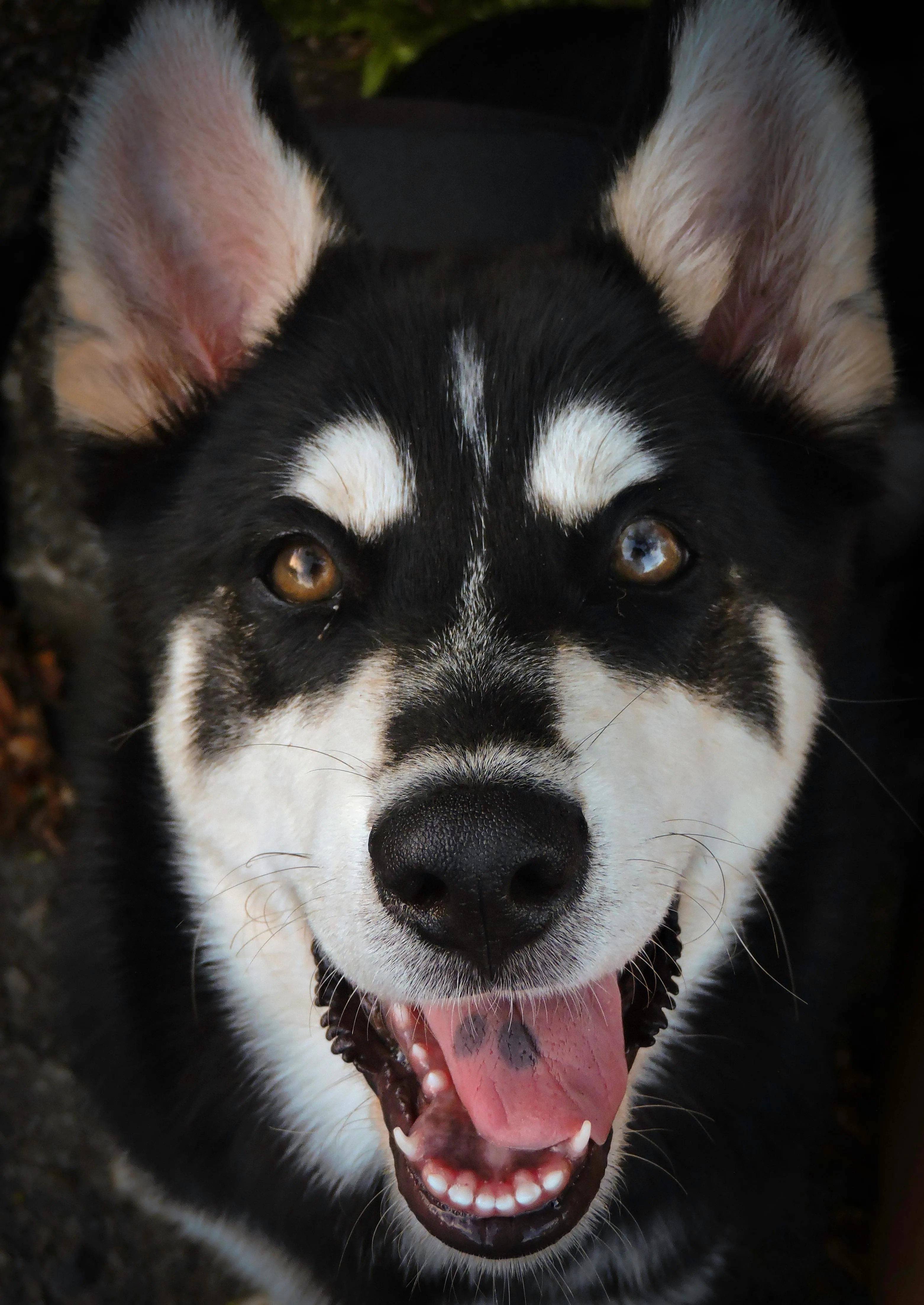 A dog outdoors, the everyday moment InsightScoop's recurring capture quietly documents