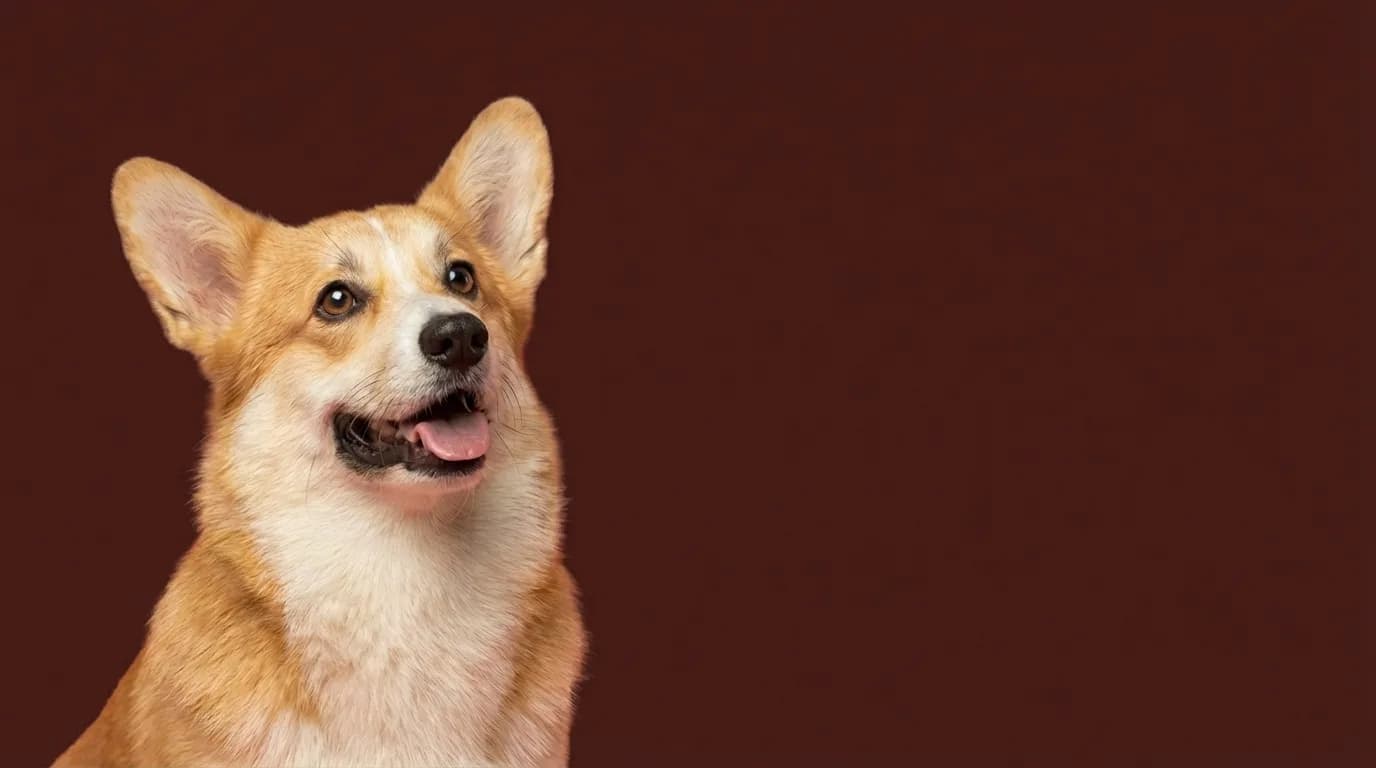 Arlo in service area