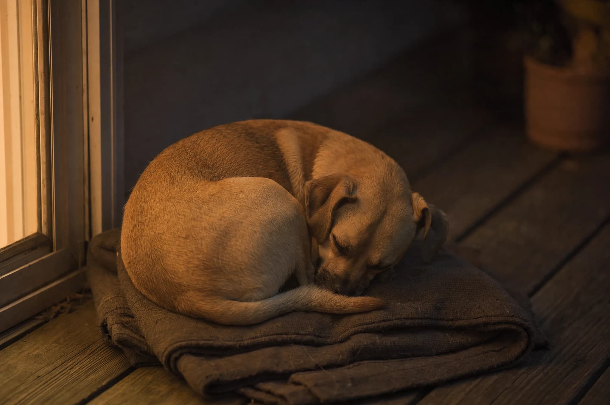 A tan dog curled up asleep on a folded blanket by a porch door in the evening