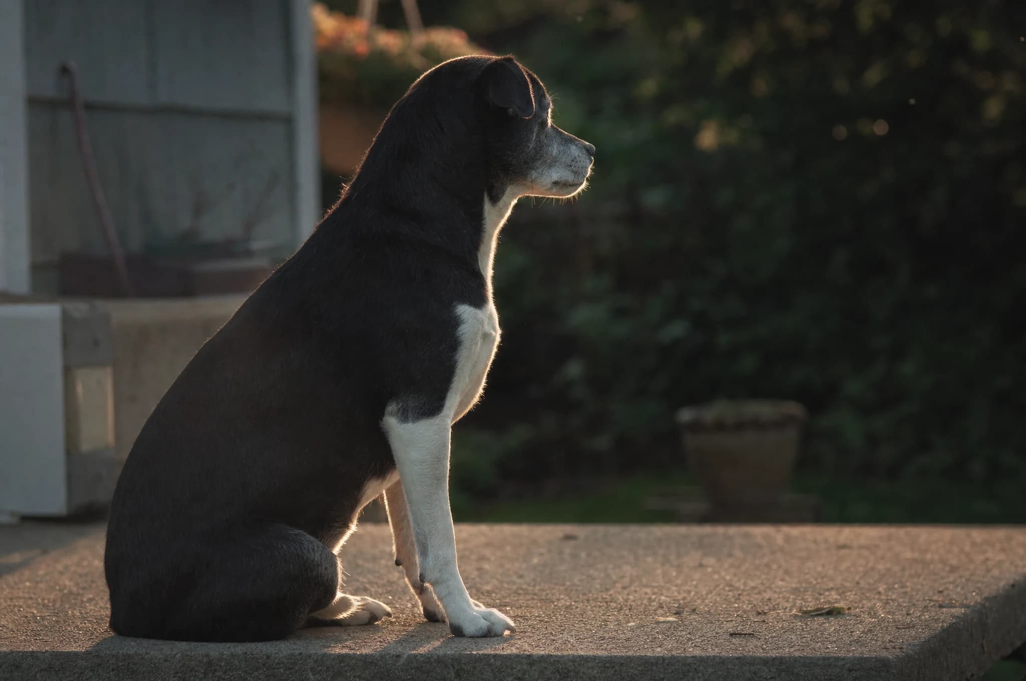 An older dog sitting in profile on a back step in low evening light, with the garden behind it in shadow