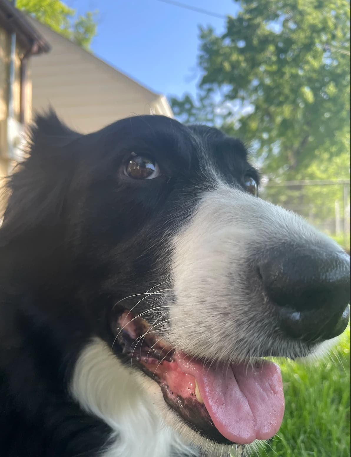 Ludo