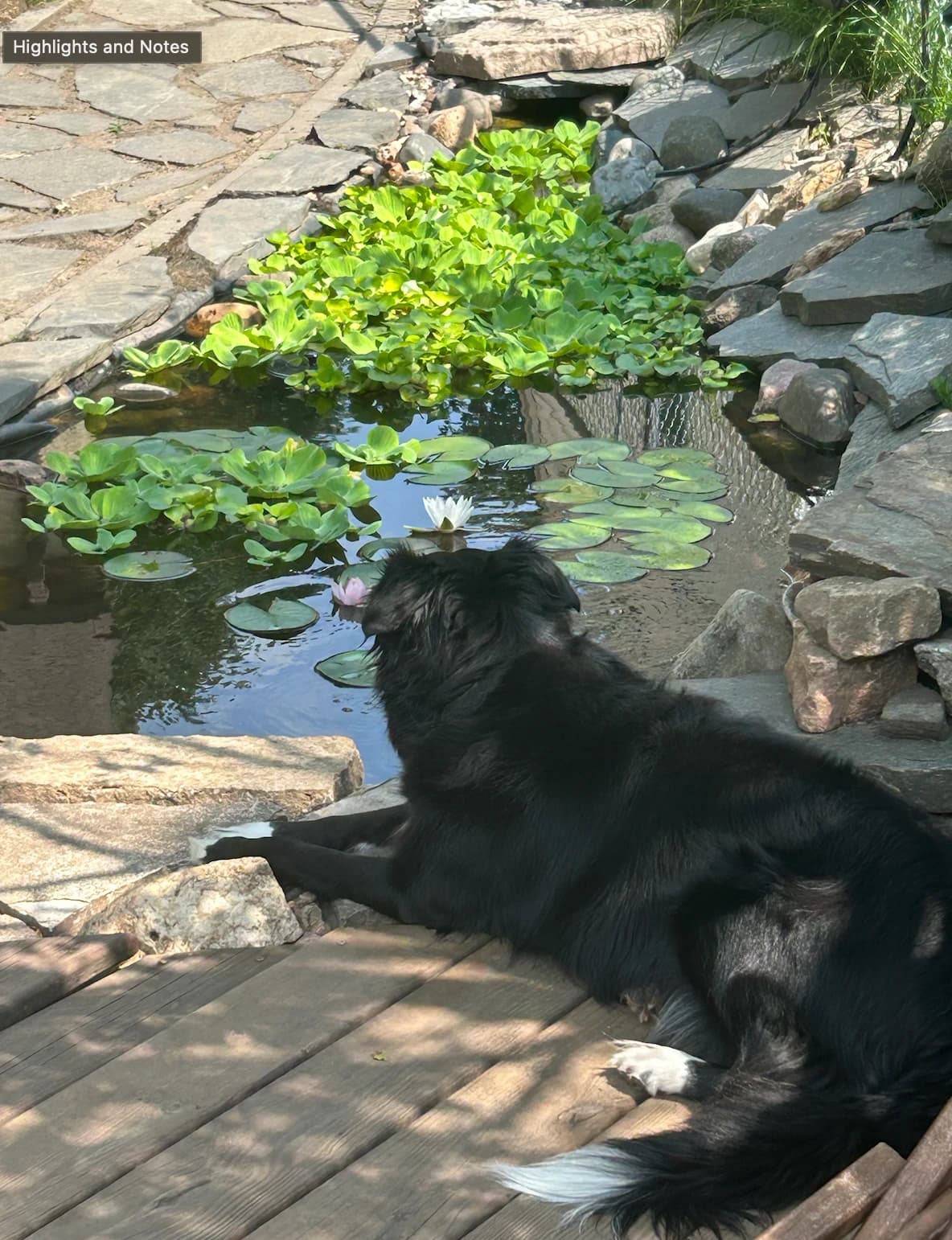 Ludo at the koi pond