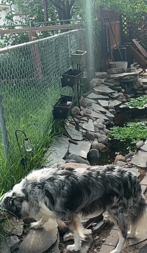 Pixel exploring a backyard garden path beside a small pond