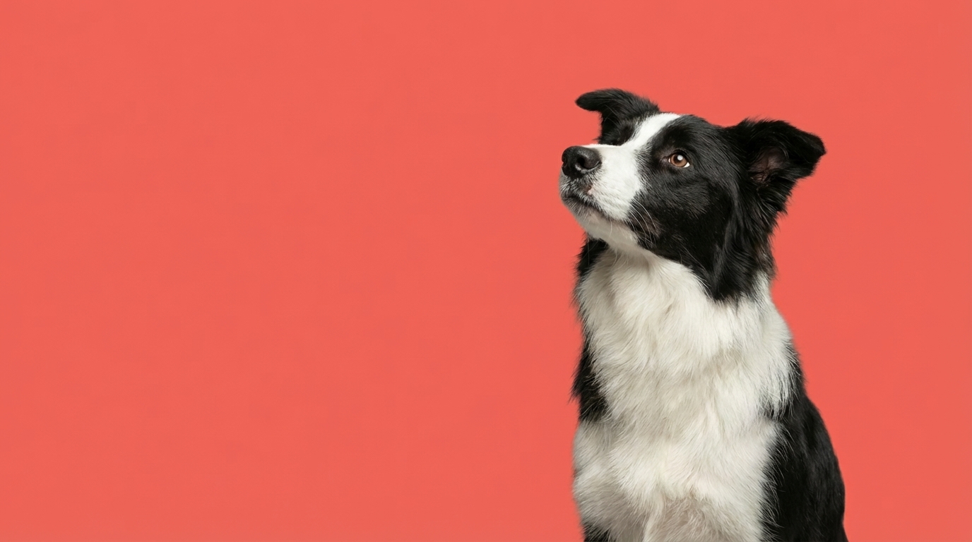 Dog owners enjoying a clean outdoor space